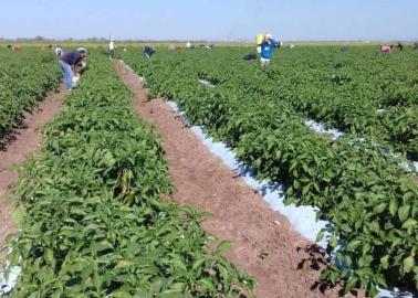 Tienen horticultores buena temporada