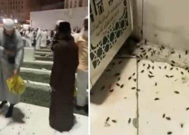 VIDEO. Miles de langostas invaden mezquita en pleno rezo del Ramadán. ¿Qué indicará?