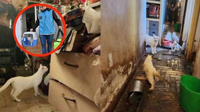 Cae La Come Gatos; guardaba 23 felinos negros vivos y algunos listos para cocinar Cae La Come Gatos; guardaba 23 felinos negros vivos y algunos listos para cocinar