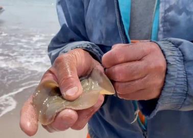 Comparecen en caso de mutilación de mantarrayas