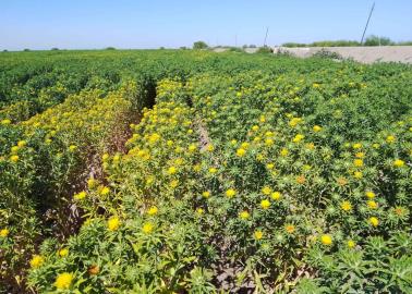 Crece el interés en la siembra de cártamo en el Valle del Yaqui