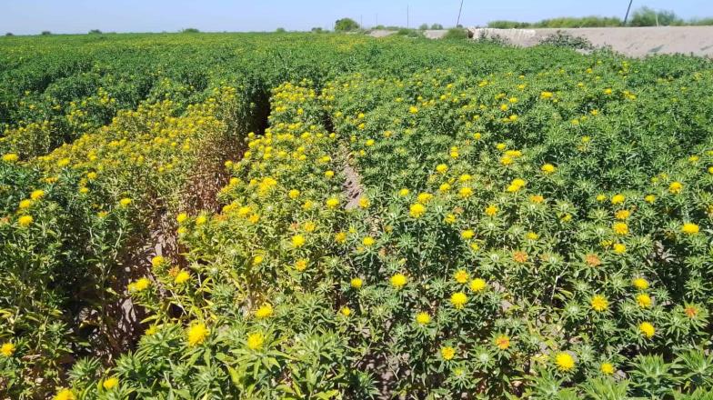 Crece el interés en la siembra de cártamo en el Valle del Yaqui