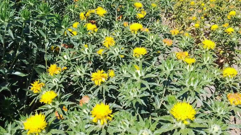 Crece el interés en la siembra de cártamo en el Valle del Yaqui