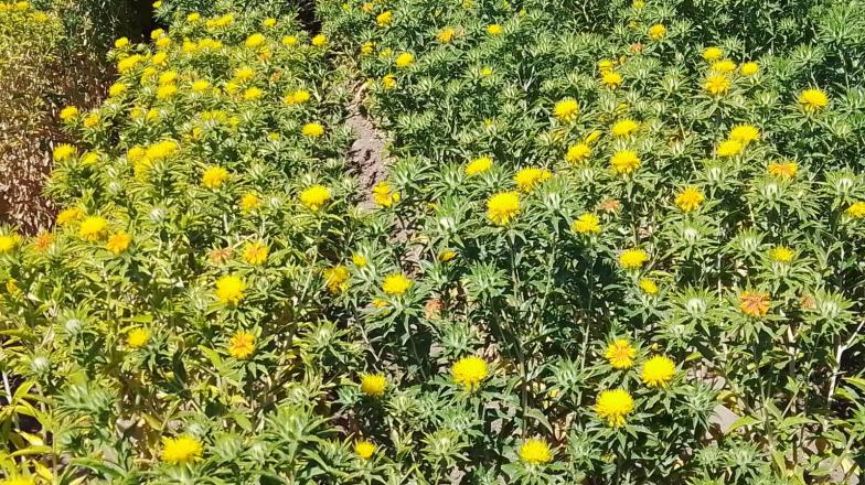 Crece el interés en la siembra de cártamo en el Valle del Yaqui