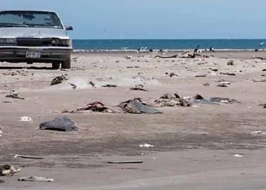 Rechazan dañar medio ambiente