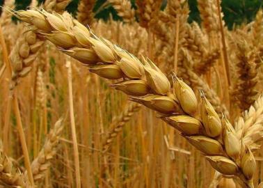 Productores agrícolas del Sur de Sonora exigen que apoyos del gobierno sean parejos