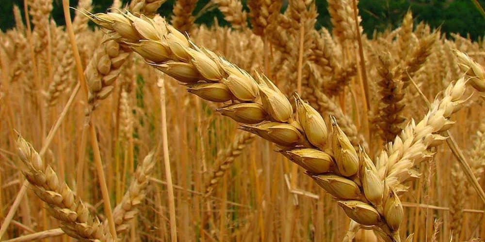 Productores agrícolas del Sur de Sonora exigen que apoyos del gobierno sean parejos Productores agrícolas del Sur de Sonora exigen que apoyos del gobierno sean parejos