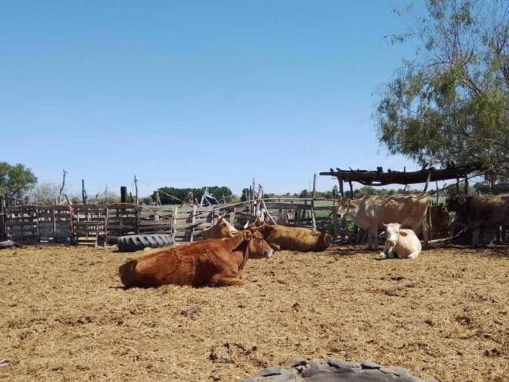 Ganaderos esperan apoyos por incendios Ganaderos esperan apoyos por incendios