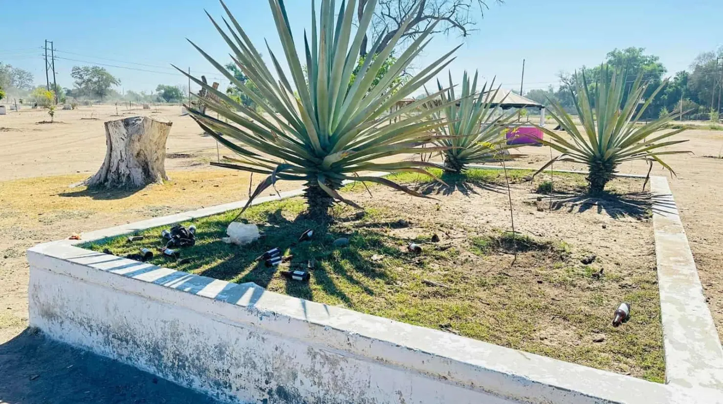 Mezcal lechuguilla: De Sonora para el mundo