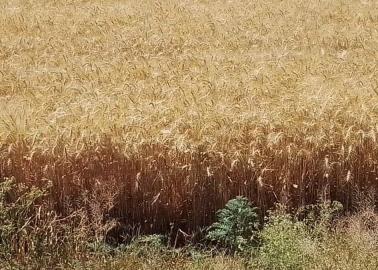 Falta aterrizar apoyos para el agro