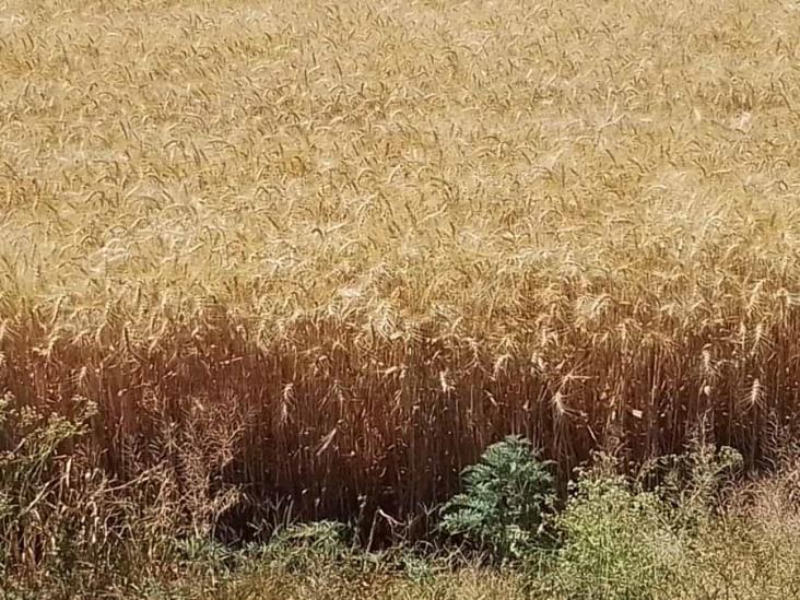 Falta aterrizar apoyos para el agro Falta aterrizar apoyos para el agro