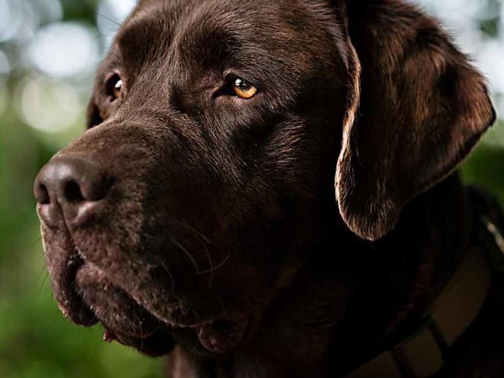 VIDEO | Ponen a dormir a perro por matar a su dueña VIDEO | Ponen a dormir a perro por matar a su dueña