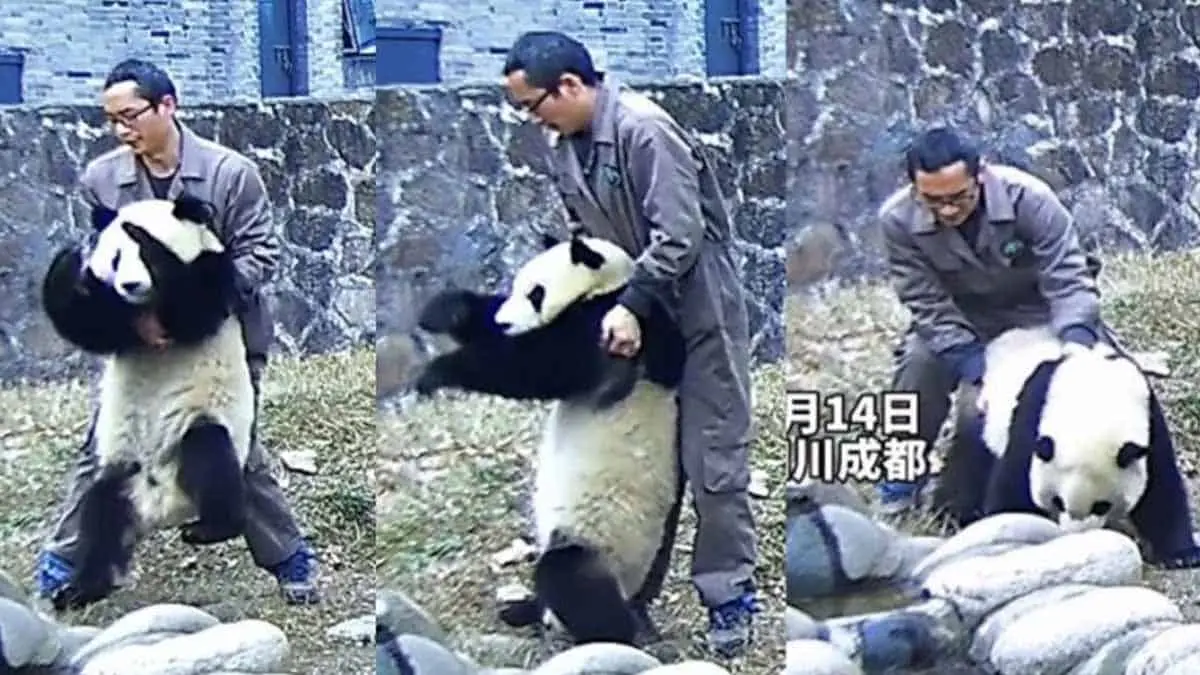 VIDEO| Cuidador salva a oso panda de morir ahogado al aplicarle la maniobra de Heimlich