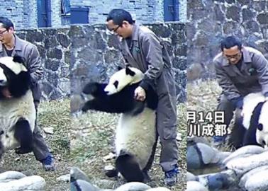 VIDEO| Cuidador salva a oso panda de morir ahogado al aplicarle la maniobra de Heimlich