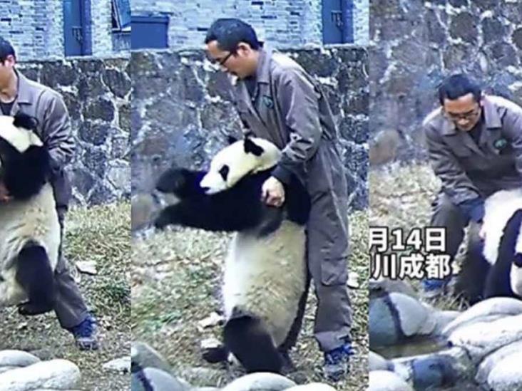 VIDEO| Cuidador salva a oso panda de morir ahogado al aplicarle la maniobra de Heimlich VIDEO| Cuidador salva a oso panda de morir ahogado al aplicarle la maniobra de Heimlich