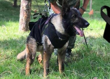 A la espera de cachorro donado por Turquía; Un héroe se va, pero otro sigue su legado A la espera de cachorro donado por Turquía; Un héroe se va, pero otro sigue su legado