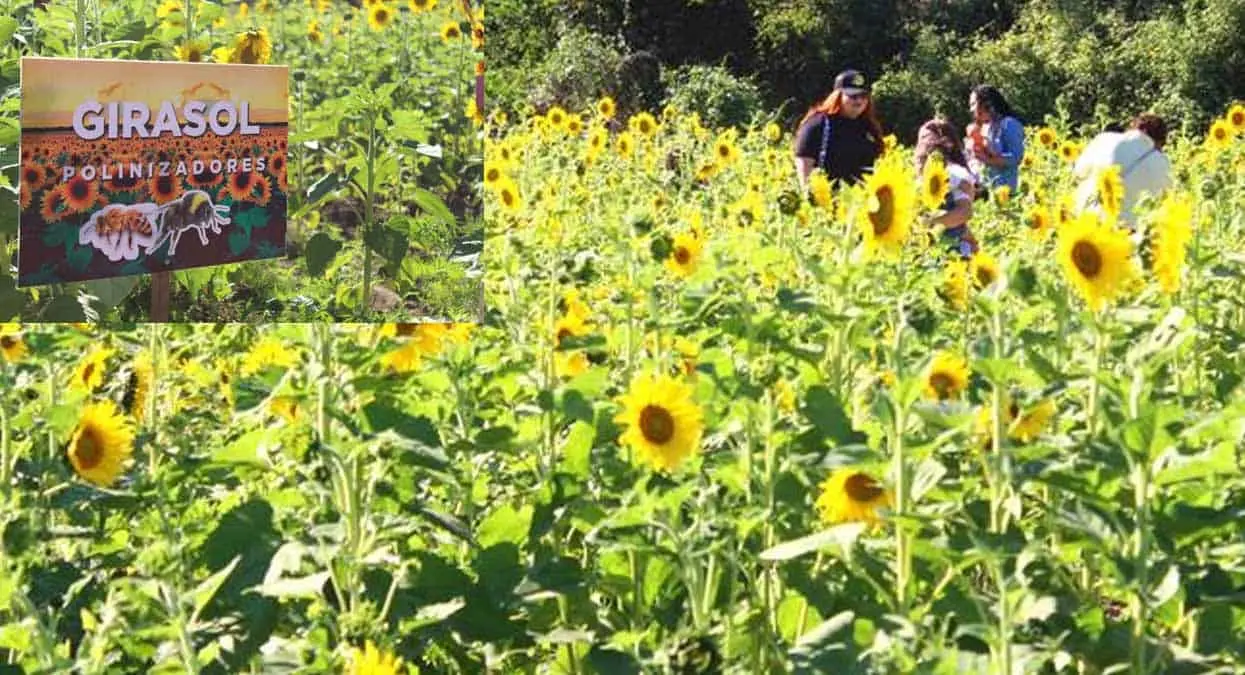 Campo de girasoles en Mazatlán para salvar a las abejas