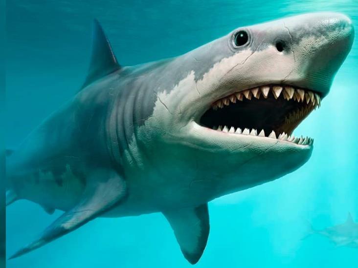 Australia: vacaciones de terror…niño es atacado por tiburón Australia: vacaciones de terror…niño es atacado por tiburón