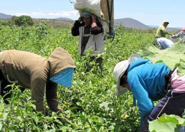 Miles de jornaleros pierden su empleo en la región del Mayo