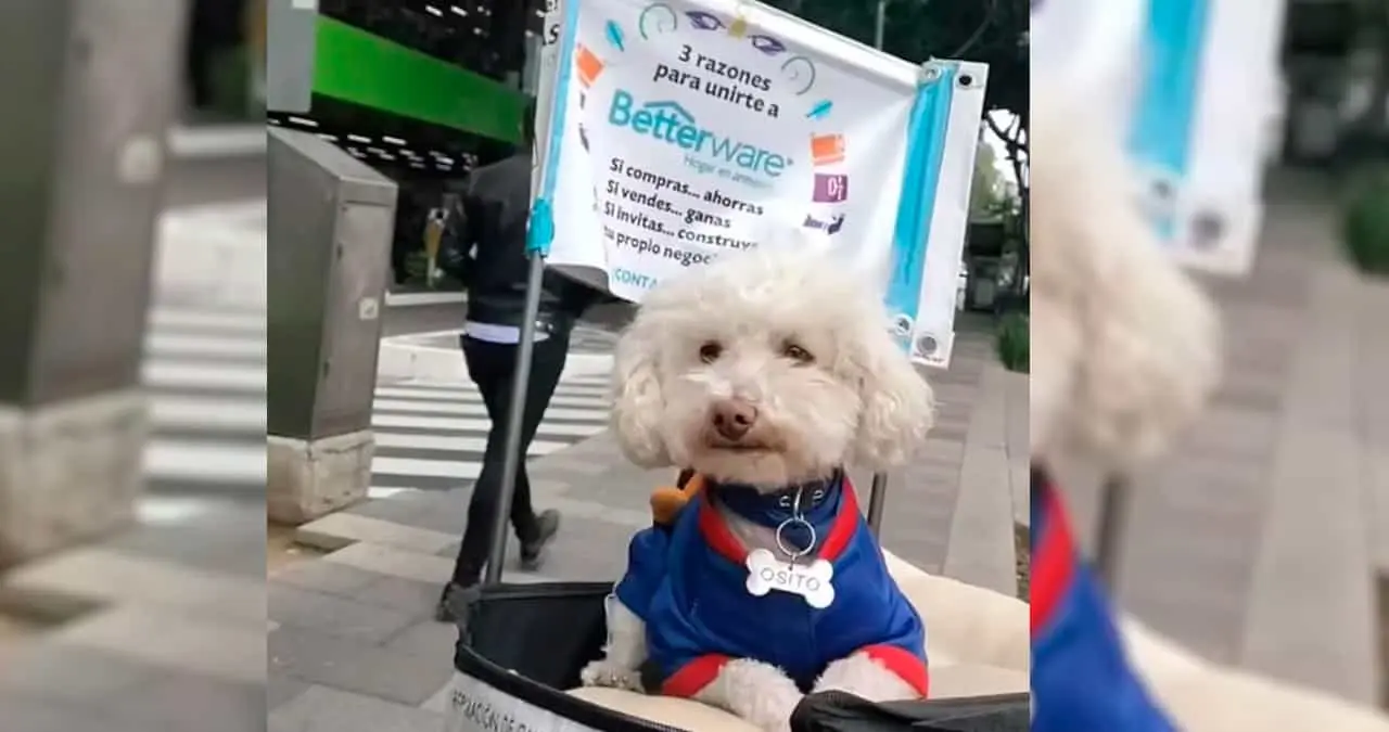 "Perro Betterware" se vuelve viral por andar en bicicleta repartiendo productos
