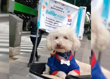 "Perro Betterware" se vuelve viral por andar en bicicleta repartiendo productos