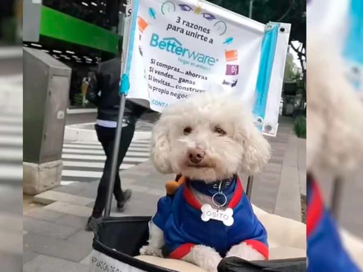 “Perro Betterware” se vuelve viral por andar en bicicleta repartiendo productos “Perro Betterware” se vuelve viral por andar en bicicleta repartiendo productos