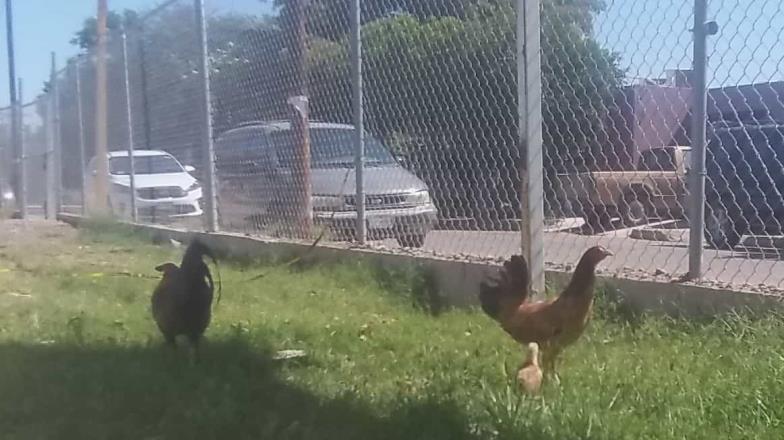 Nachito, el gallo que llegó al prescolar Ignacio Mariscal en Ciudad Obregón