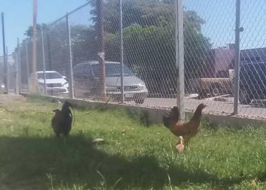 Nachito, el gallo que llegó al prescolar Ignacio Mariscal en Ciudad Obregón