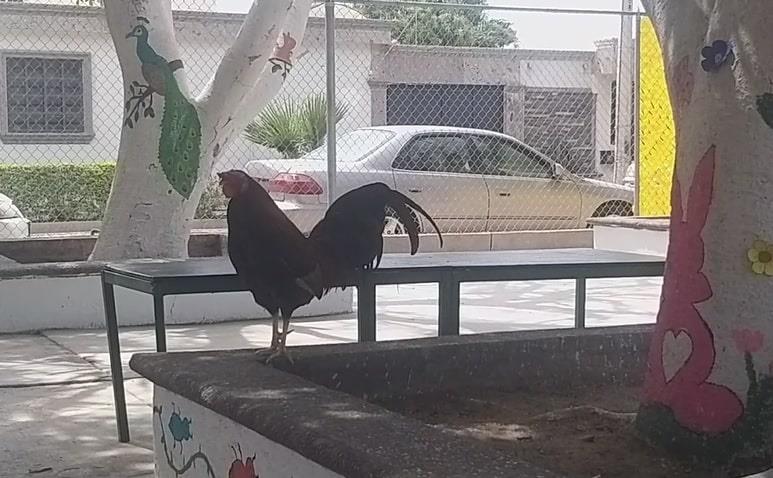 Nachito, el gallo que llegó al prescolar Ignacio Mariscal en Ciudad Obregón