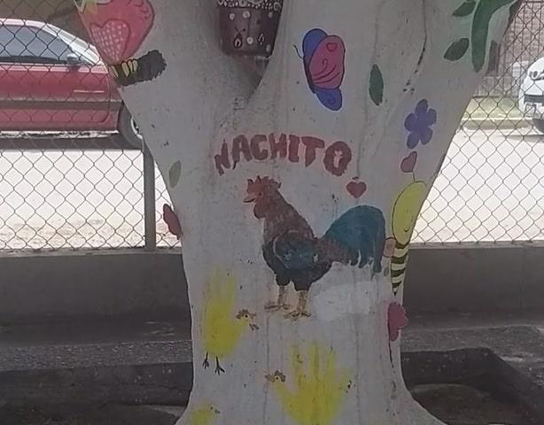 Nachito, el gallo que llegó al prescolar Ignacio Mariscal en Ciudad Obregón