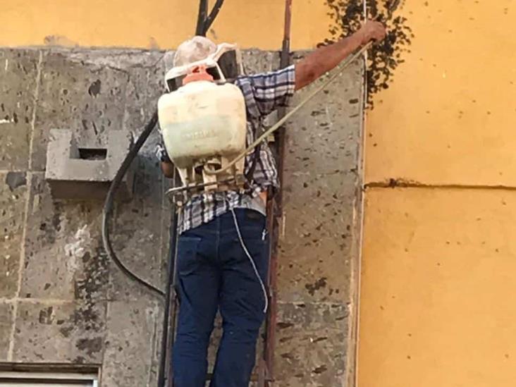 Abejas. Apicultores de Sonora buscan salvarlas y evitar ataques a la población Abejas. Apicultores de Sonora buscan salvarlas y evitar ataques a la población