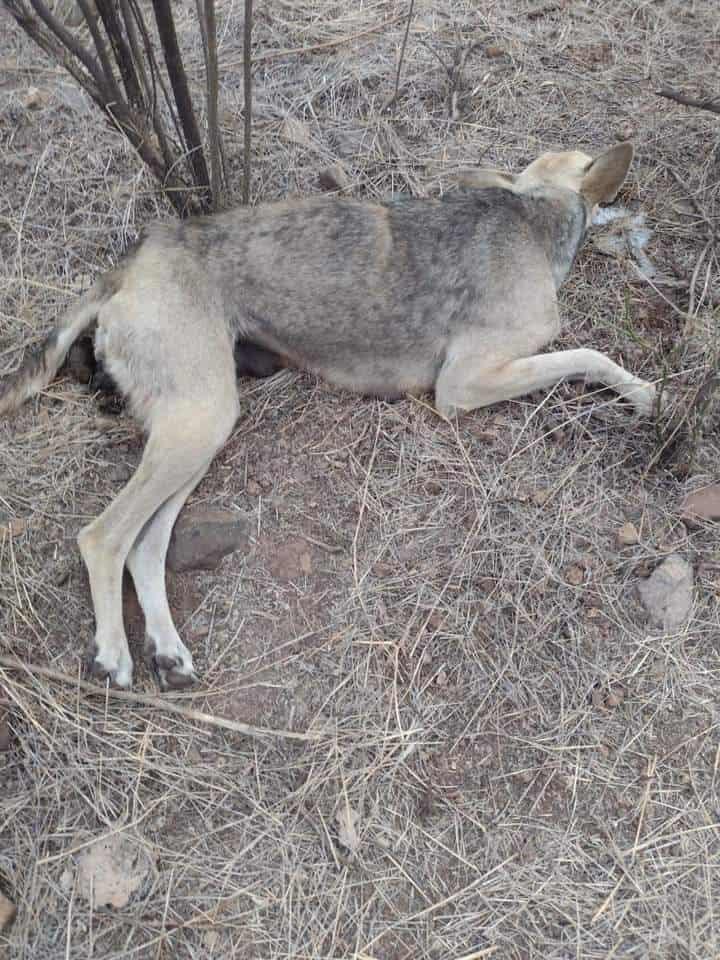 En Álamos denuncian brutalidad contra perros y gatos: Álamos Dog Foundation