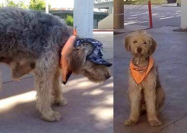 "Cobachito" tiene un alumno "perrón"