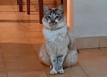 Profeco: Conoce de qué están hechas las croquetas para gato