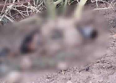 Localizan cuerpo violentado al norte de Ciudad Obregón Localizan cuerpo violentado al norte de Ciudad Obregón
