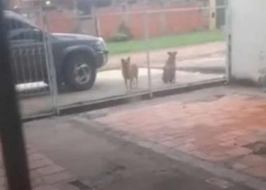 VIDEO | Perrito pide permiso para salir a jugar con sus "perriamigos"