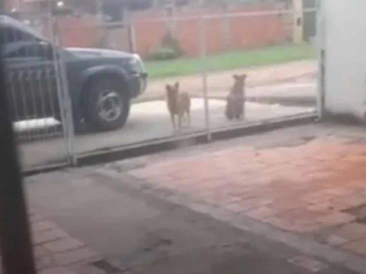 VIDEO | Perrito pide permiso para salir a jugar con sus “perriamigos” VIDEO | Perrito pide permiso para salir a jugar con sus “perriamigos”