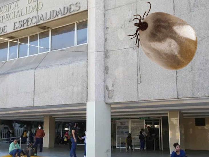 Rickettsia: Niño de 4 años murió por picadura de garrapata en Coahuila Rickettsia: Niño de 4 años murió por picadura de garrapata en Coahuila