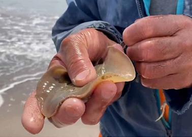 Tendrán castigo quienes mutilaron rayas: Profepa