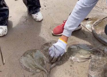 Golpea a turismo lo de tiburones Golpea a turismo lo de tiburones