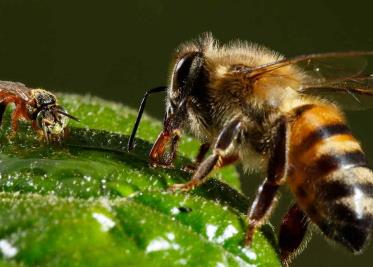 Mueren abejas Mueren abejas