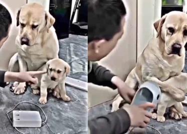 VIDEO | Lo más tierno que verás hoy: Perrita protege a su cachorro de un "chanclazo" VIDEO | Lo más tierno que verás hoy: Perrita protege a su cachorro de un "chanclazo"