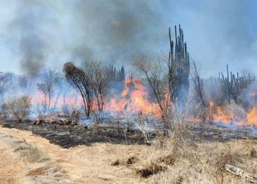 Arde Álamos Arde Álamos