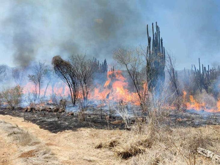 Arde Álamos Arde Álamos