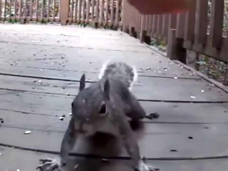 VIDEO ¦ Ardilla juega y se divierte de lo lindo con máscara de Trump en el jardín VIDEO ¦ Ardilla juega y se divierte de lo lindo con máscara de Trump en el jardín