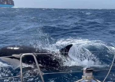 Gladis, la "orca asesina" que lidera un grupo de depredadores para hundir embarcaciones en España