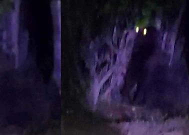 Me gusta pero me asusta: Los mejores memes por el gorila extraviado en Hidalgo