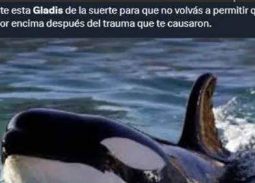 Estos son los mejores memes de la orca Gladis y “su pandilla”, que atacan y hunden embarcaciones Estos son los mejores memes de la orca Gladis y “su pandilla”, que atacan y hunden embarcaciones
