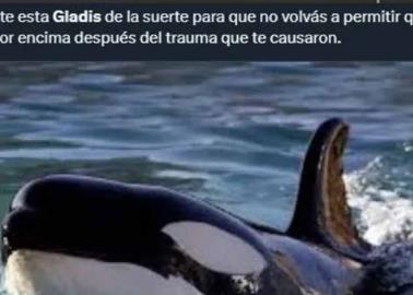 Estos son los mejores memes de la orca Gladis y "su pandilla", que atacan y hunden embarcaciones