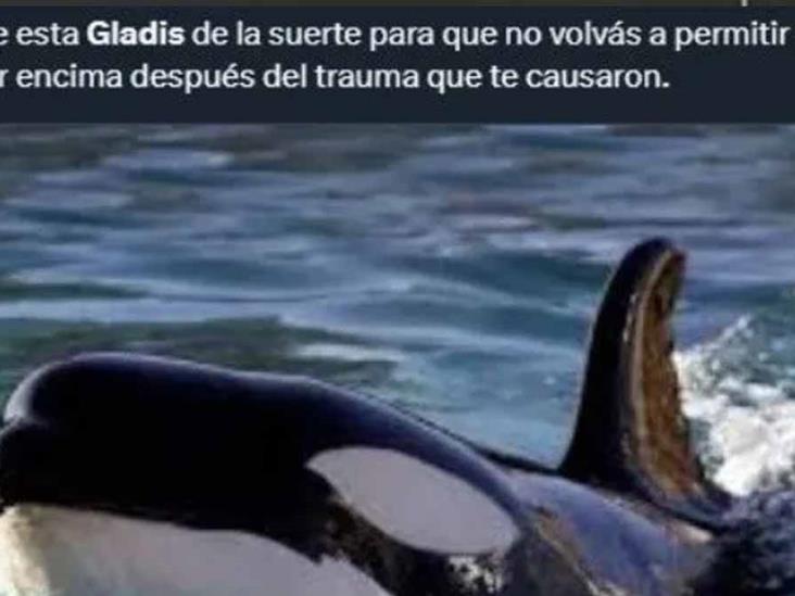 Diario del Yaqui - Estos son los mejores memes de la orca Gladis y “su ...
